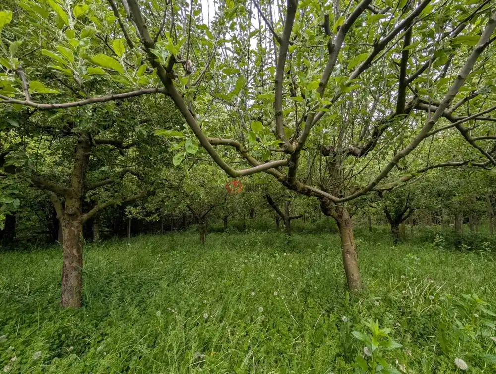 Zala megye - Csapi