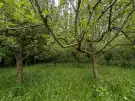 Zala megye - Csapi